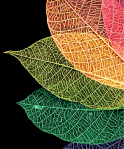 TA413 FRUNZE TOAMNA 24X43